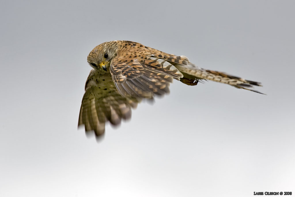 TORNFALK / COMMON KESTREL (Falco tinnunculus) - Stng / Close