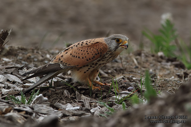 TORNFALK / COMMON KESTREL (Falco tinnunculus) - stor bild / full size