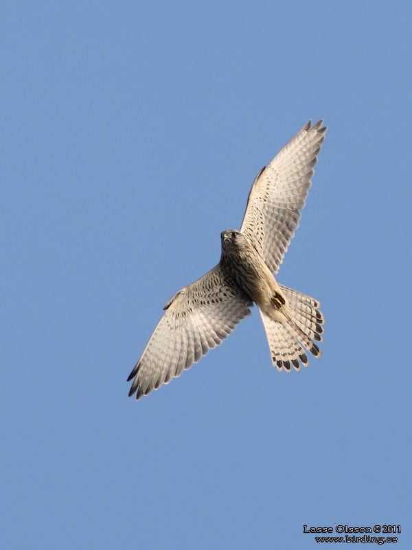 TORNFALK / COMMON KESTREL (Falco tinnunculus) - Stng / Close