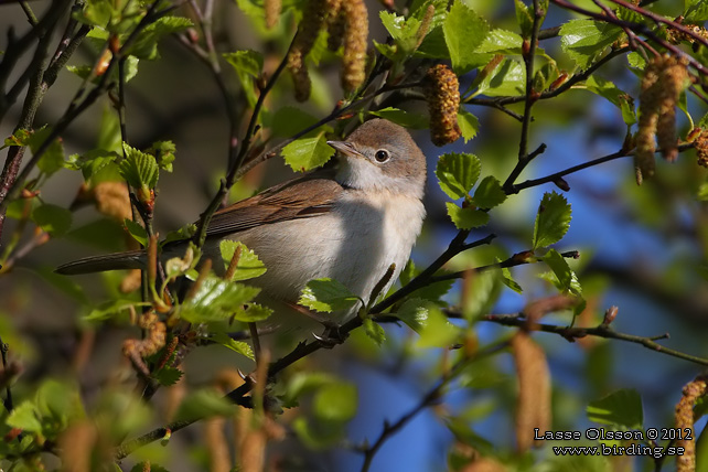 TÖRNSÅNGARE / COMMON WHITETHROAT (Curruca communis) - stor bild / full size