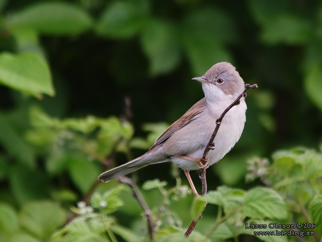 TRNSNGARE / COMMON WHITETHROAT (Curruca communis) - stor bild / full size