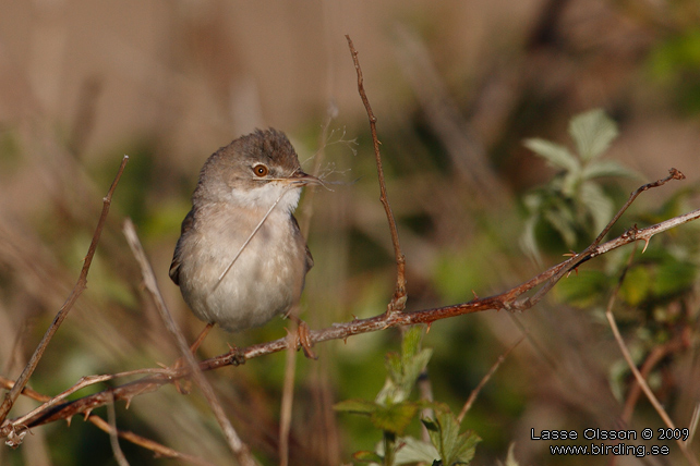 TÖRNSÅNGARE / COMMON WHITETHROAT (Curruca communis) - stor bild / full size