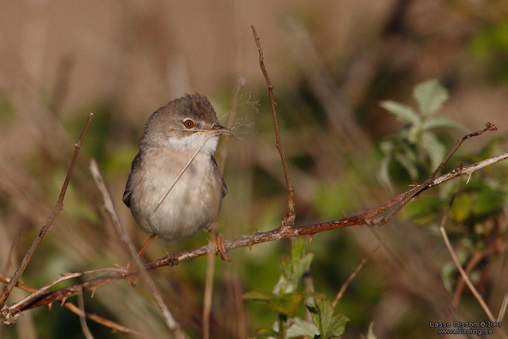 TRNSNGARE / COMMON WHITETHROAT (Curruca communis) - Stng / Close