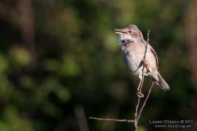 TÖRNSÅNGARE / COMMON WHITETHROAT (Curruca communis) - stor bild / full size