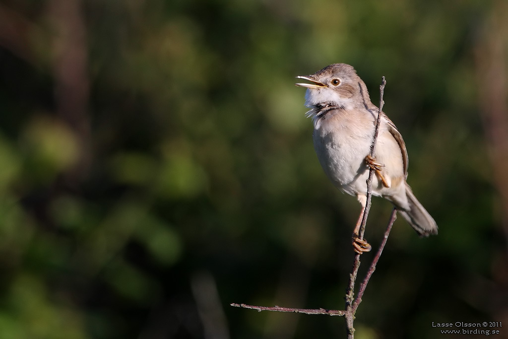 TRNSNGARE / COMMON WHITETHROAT (Curruca communis) - Stng / Close