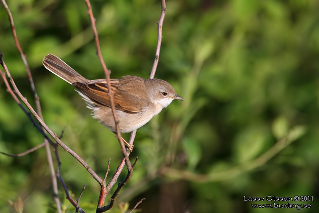 TÖRNSÅNGARE / COMMON WHITETHROAT (Curruca communis) - stor bild / full size