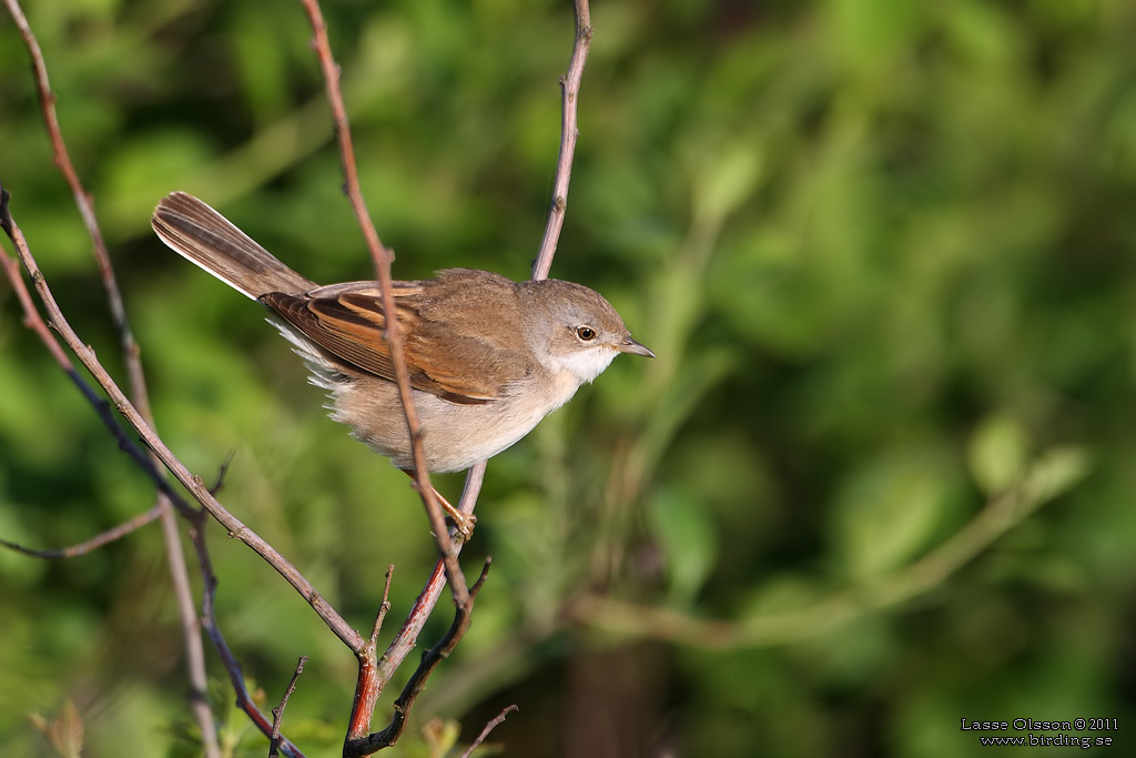 TRNSNGARE / COMMON WHITETHROAT (Curruca communis) - Stng / Close