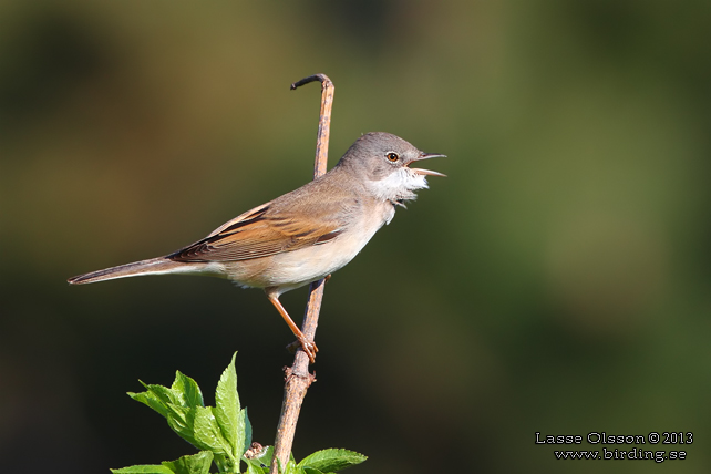 TÖRNSÅNGARE / COMMON WHITETHROAT (Curruca communis) - stor bild / full size