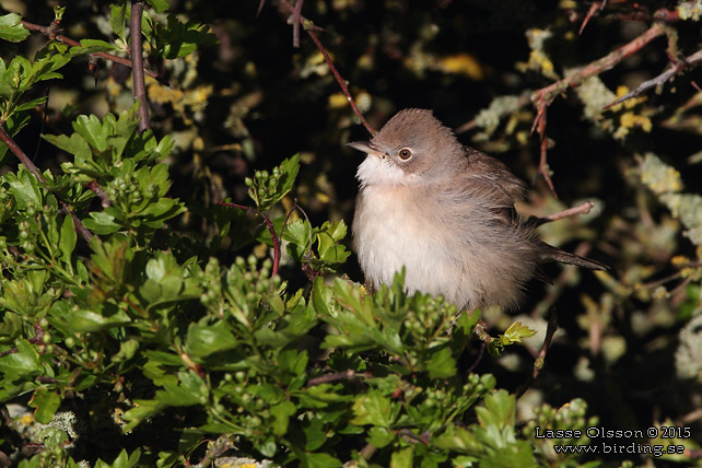 TÖRNSÅNGARE / COMMON WHITETHROAT (Curruca communis) - stor bild / full size