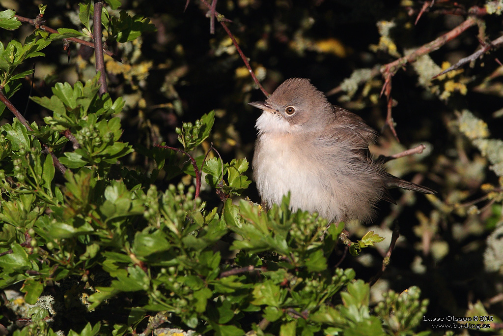 TRNSNGARE / COMMON WHITETHROAT (Curruca communis) - Stng / Close