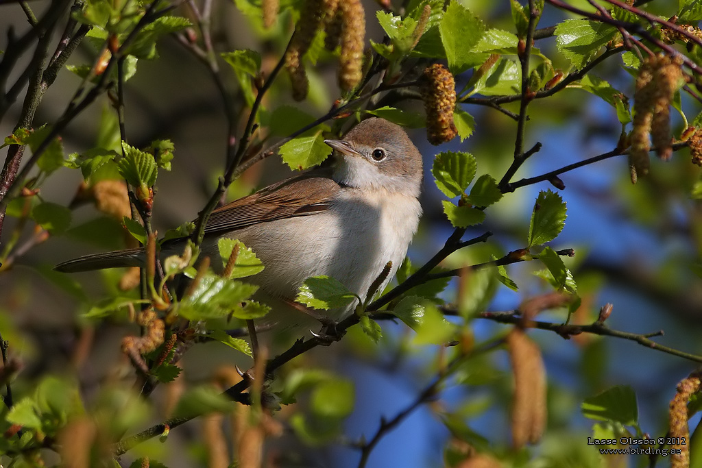 TRNSNGARE / COMMON WHITETHROAT (Curruca communis) - Stng / Close