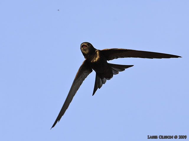 TORNSEGLARE / COMMON SWIFT (Apus apus) - stor bild / full size