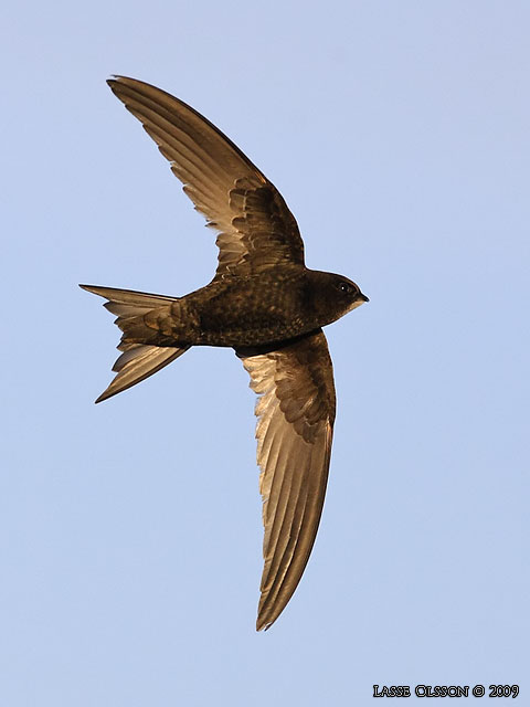 TORNSEGLARE / COMMON SWIFT (Apus apus) - stor bild / full size