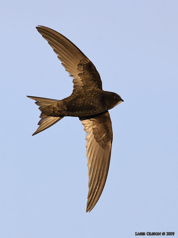 TORNSEGLARE / COMMON SWIFT (Apus apus) - Stng / Close