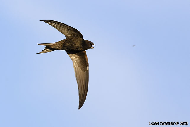 TORNSEGLARE / COMMON SWIFT (Apus apus) - stor bild / full size