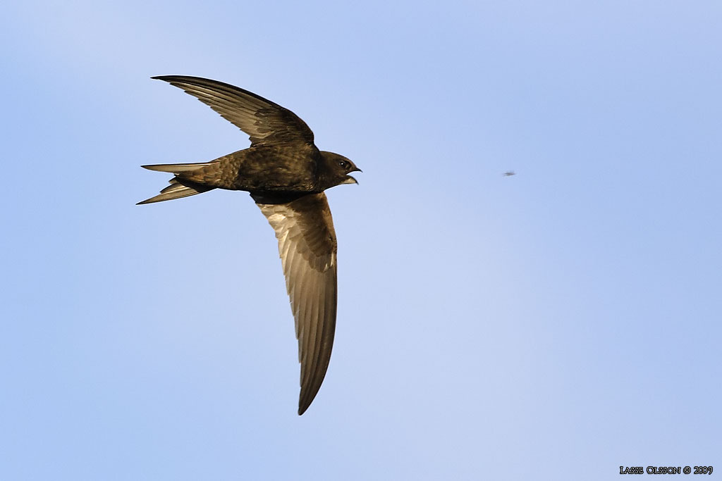 TORNSEGLARE / COMMON SWIFT (Apus apus) - Stng / Close