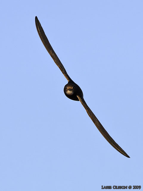 TORNSEGLARE / COMMON SWIFT (Apus apus) - stor bild / full size