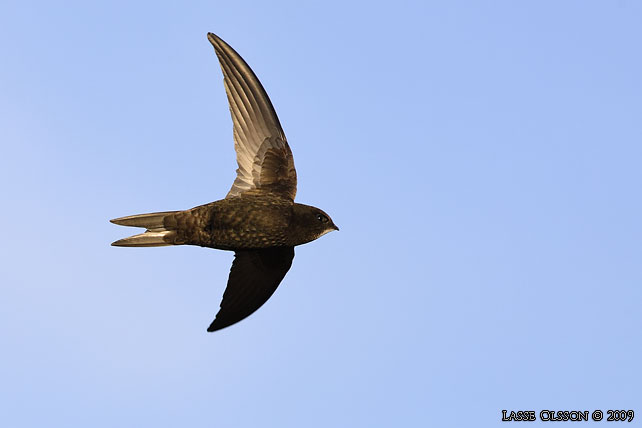 TORNSEGLARE / COMMON SWIFT (Apus apus) - stor bild / full size