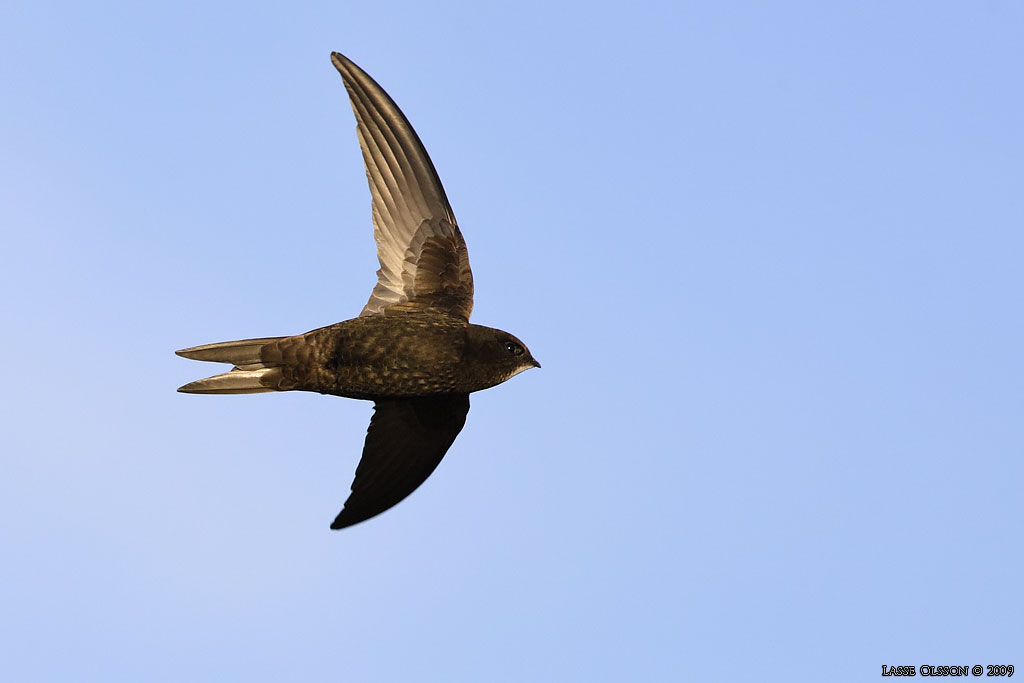 TORNSEGLARE / COMMON SWIFT (Apus apus) - Stng / Close