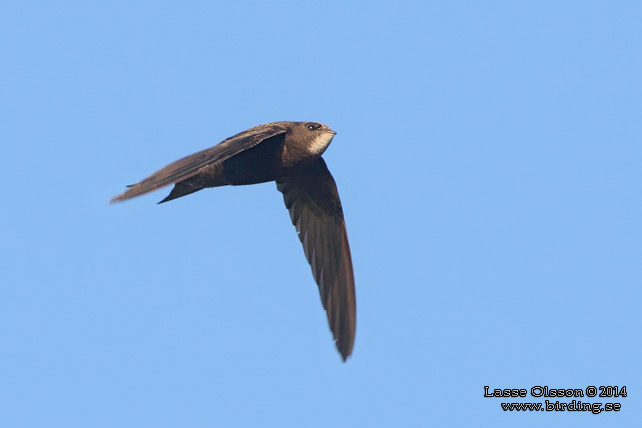 TORNSEGLARE / COMMON SWIFT (Apus apus) - stor bild / full size