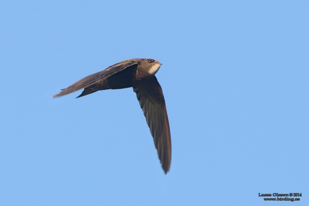 TORNSEGLARE / COMMON SWIFT (Apus apus) - Stng / Close