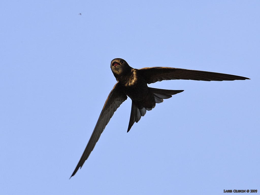 TORNSEGLARE / COMMON SWIFT (Apus apus) - Stng / Close