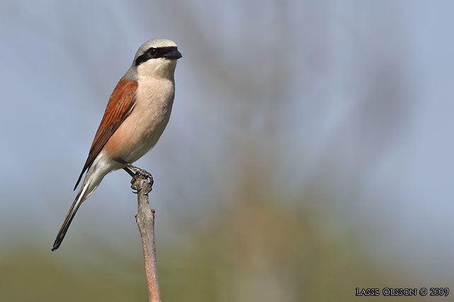 TRNSKATA / RED-BACKED SHRIKE (Lanius collurio) - stor bild / full size