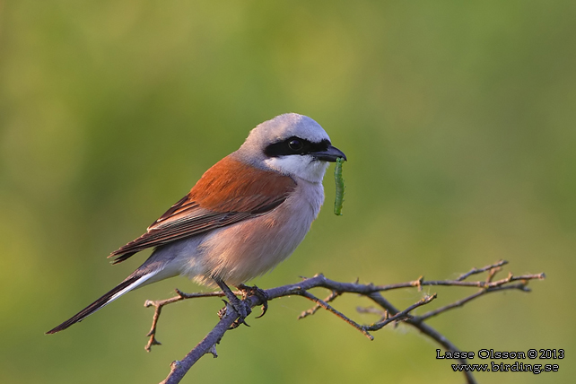 TÖRNSKATA / RED-BACKED SHRIKE (Lanius collurio) - stor bild / full size