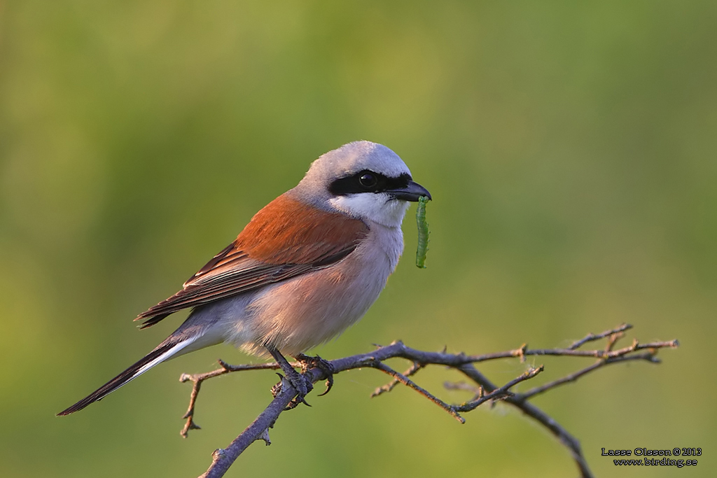 TRNSKATA / RED-BACKED SHRIKE (Lanius collurio) - Stng / Close