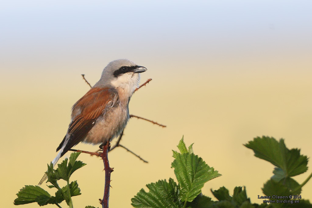 TRNSKATA / RED-BACKED SHRIKE (Lanius collurio) - Stng / Close