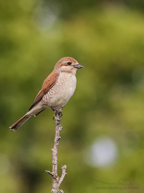 TÖRNSKATA / RED-BACKED SHRIKE (Lanius collurio) - stor bild / full size