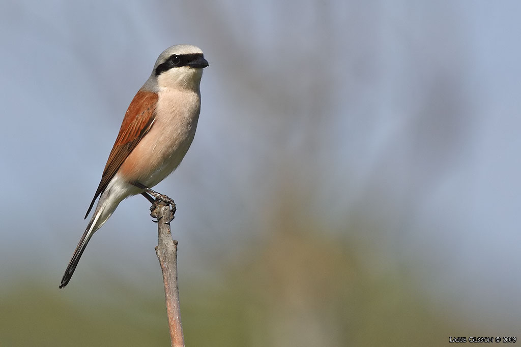 TRNSKATA / RED-BACKED SHRIKE (Lanius collurio) - Stng / Close