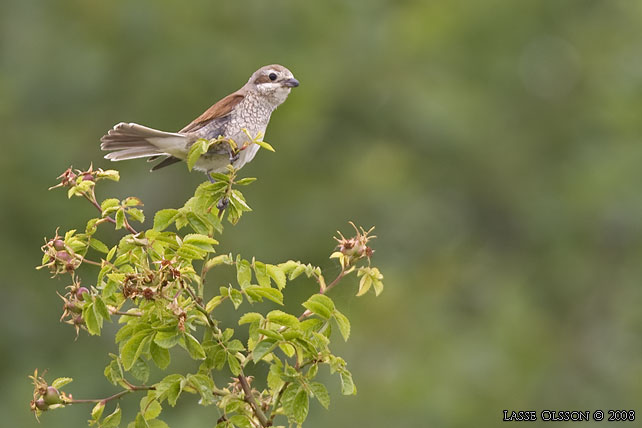 TRNSKATA / RED-BACKED SHRIKE (Lanius collurio) - stor bild / full size