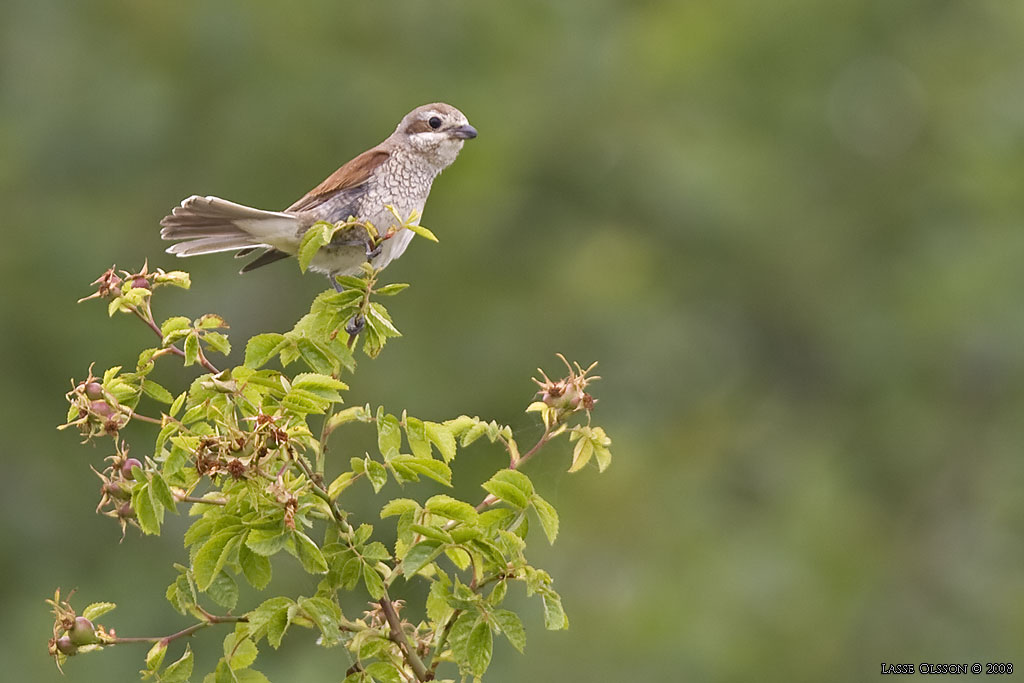 TRNSKATA / RED-BACKED SHRIKE (Lanius collurio) - Stng / Close