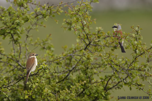 TRNSKATA / RED-BACKED SHRIKE (Lanius collurio) - stor bild / full size