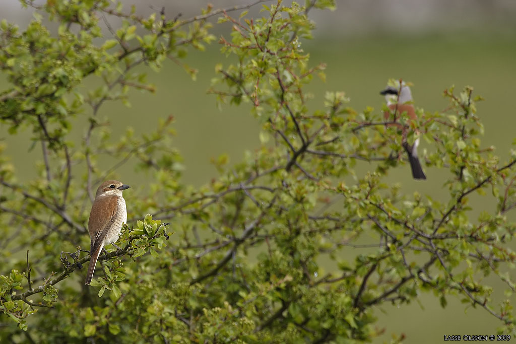 TRNSKATA / RED-BACKED SHRIKE (Lanius collurio) - Stng / Close