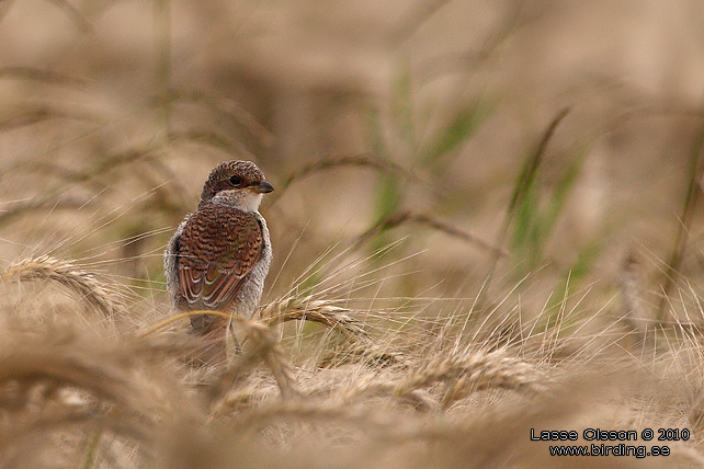 TRNSKATA / RED-BACKED SHRIKE (Lanius collurio) - stor bild / full size