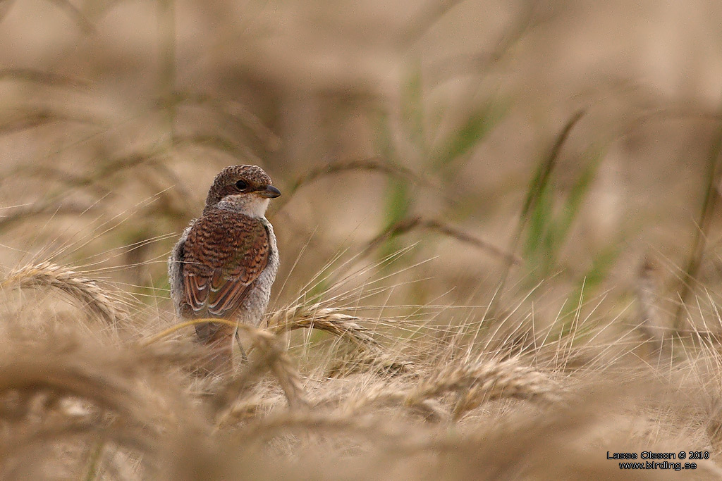 TRNSKATA / RED-BACKED SHRIKE (Lanius collurio) - Stng / Close