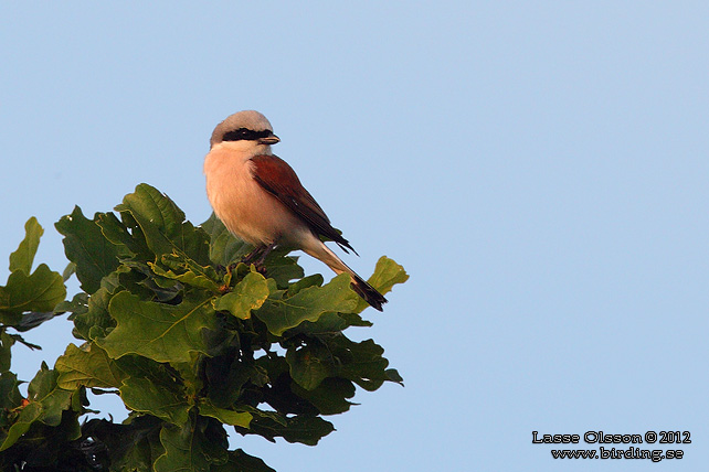 TÖRNSKATA / RED-BACKED SHRIKE (Lanius collurio) - stor bild / full size