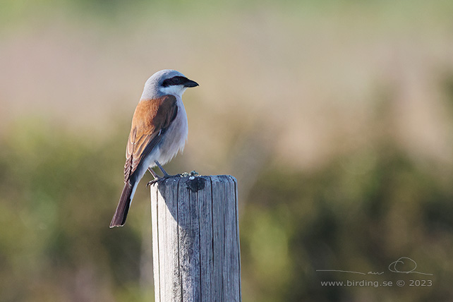 TÖRNSKATA / RED-BACKED SHRIKE (Lanius collurio) - stor bild / full size