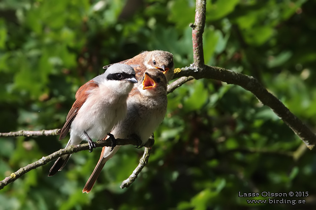 TÖRNSKATA / RED-BACKED SHRIKE (Lanius collurio) - stor bild / full size