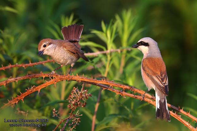 TÖRNSKATA / RED-BACKED SHRIKE (Lanius collurio) - stor bild / full size