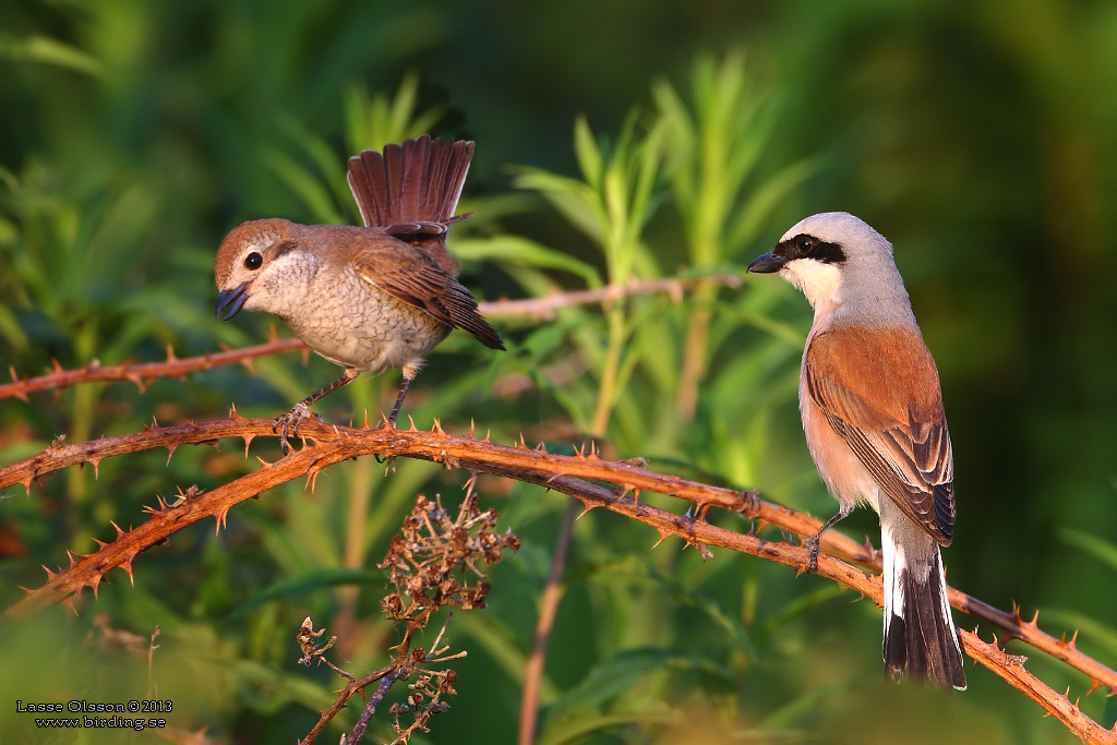 TRNSKATA / RED-BACKED SHRIKE (Lanius collurio) - Stng / Close