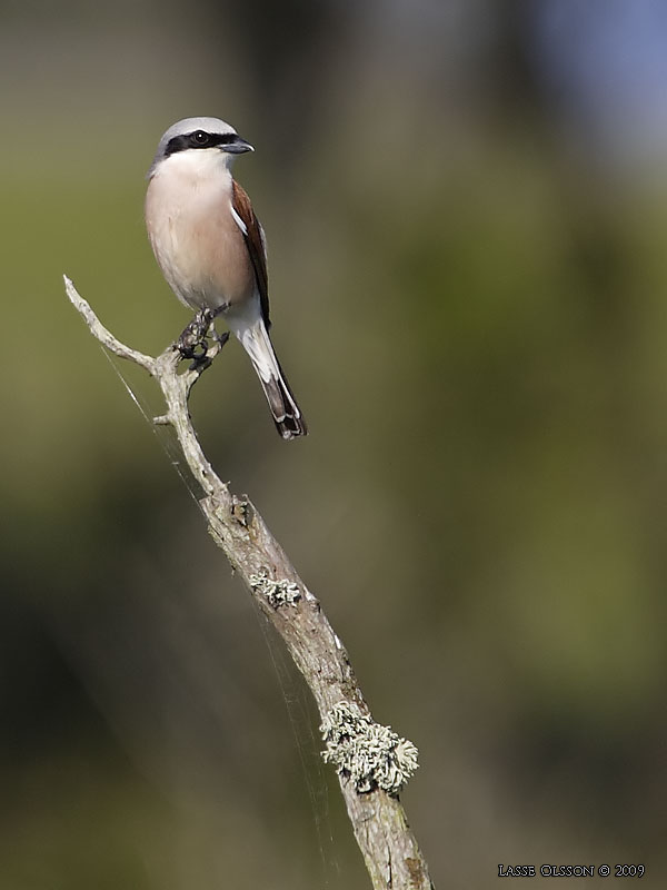 TRNSKATA / RED-BACKED SHRIKE (Lanius collurio) - Stng / Close