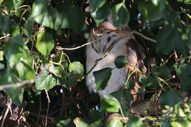 TORNUGGLA / WESTERN BARN OWL (Tyto alba)