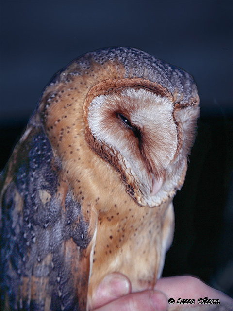 TORNUGGLA / WESTERN BARN OWL (Tyto alba)