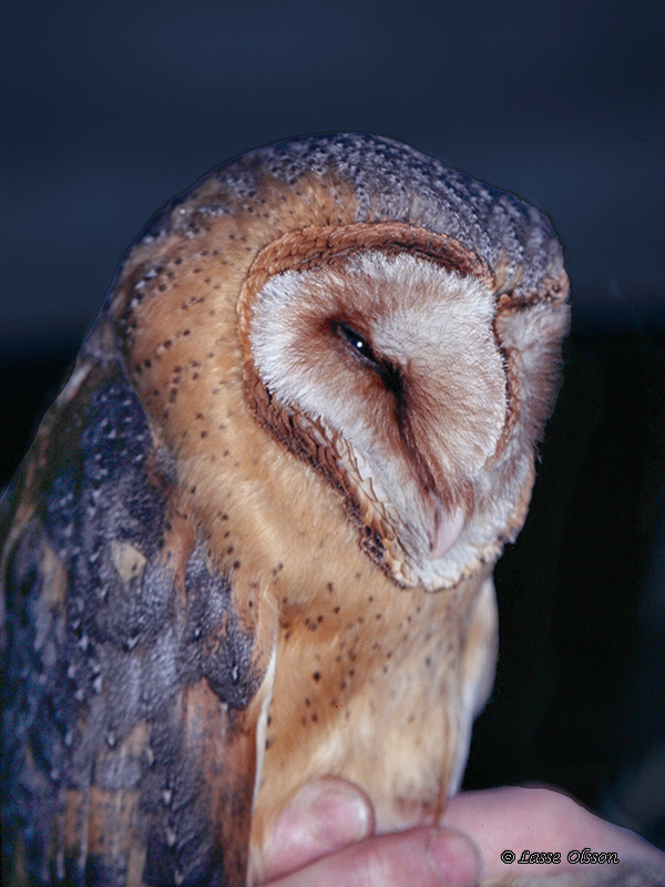 TORNUGGLA / WESTERN BARN OWL (Tyto alba) - Stäng / Close