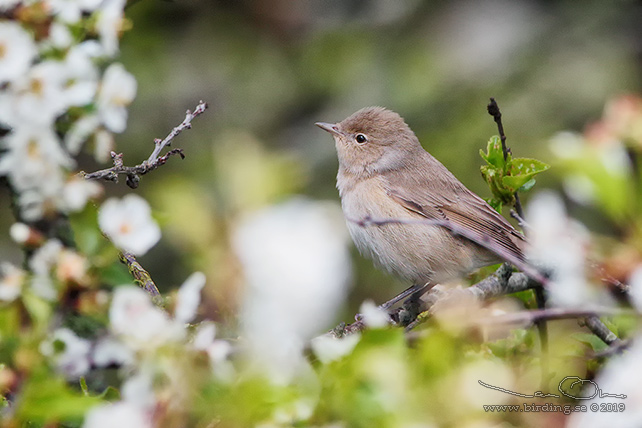 TRDGRDSSNGARE / GARDEN WARBLER (Sylvia borin)