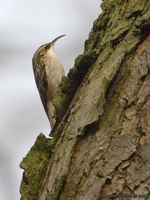 TRDGRDSTRDKRYPARE / SHORT-TOED TREECREEPER (Certhia brachydactyla)