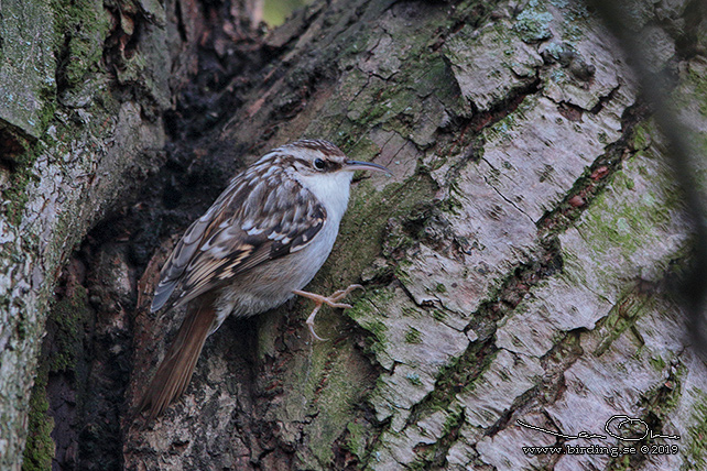 TRÄDGÅRDSTRÄDKRYPARE / SHORT-TOED TREECREEPER (Certhia brachydactyla)